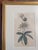 18th Century Hand Colored Passionflower Engraving From Curtis Botanic Magazine For Sale - Image 4 of 11