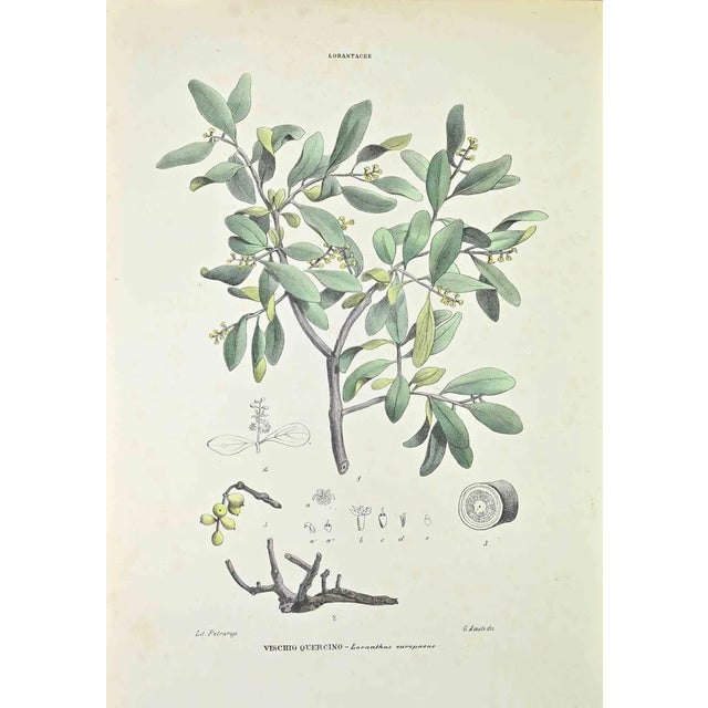Vincenzo Tenore, Oak Mistletoe, Lithograph, 1870s For Sale