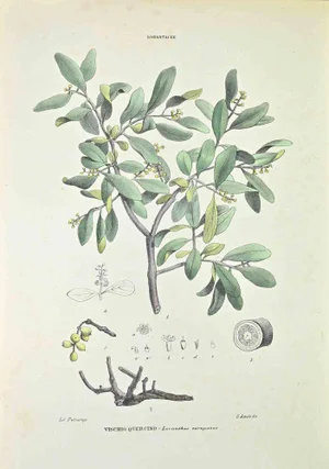 Vincenzo Tenore, Oak Mistletoe, Lithograph, 1870s