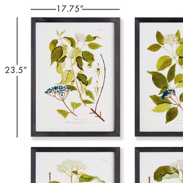 French Country Floral And Berry Study, Set Of 4 For Sale - Image 3 of 4