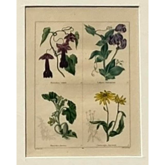 Vintage Regency Original Botanical Prints - Set of Four For Sale - Image 9 of 12
