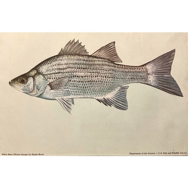 Wood Mid 20th Century Set of 3 Vintage Dept.of the Interior/U.S. Fish and Wildlife Service, Color Plate Original Prints Framed. For Sale - Image 7 of 10