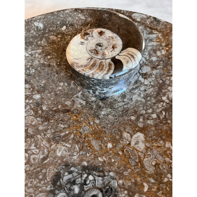 Orthoceras Fossil Round Plate With Ammonite Ring For Sale - Image 10 of 11