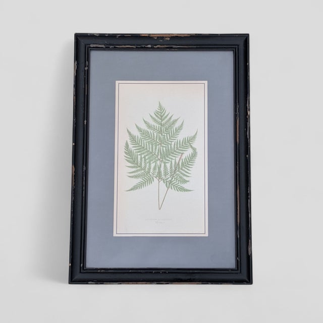 American Botanical Fern Book Plates Framed- A Pair For Sale - Image 3 of 14