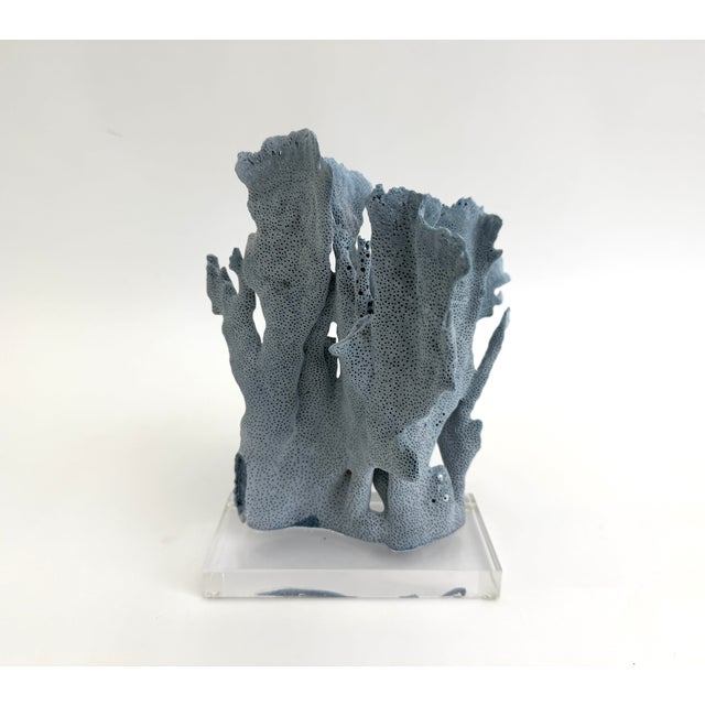 Late 20th Century Natural Blue Coral Specimen on Acrylic Base For Sale - Image 5 of 7