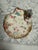 Handcrafted floral seashell trinket tray with assorted seashells, sea glass, opalescent crystals and pearl accents. For...