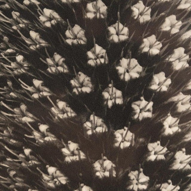 Karl Blossfeldt, Black and White Botanical Image, 1942, Photogravure, Framed For Sale - Image 15 of 16