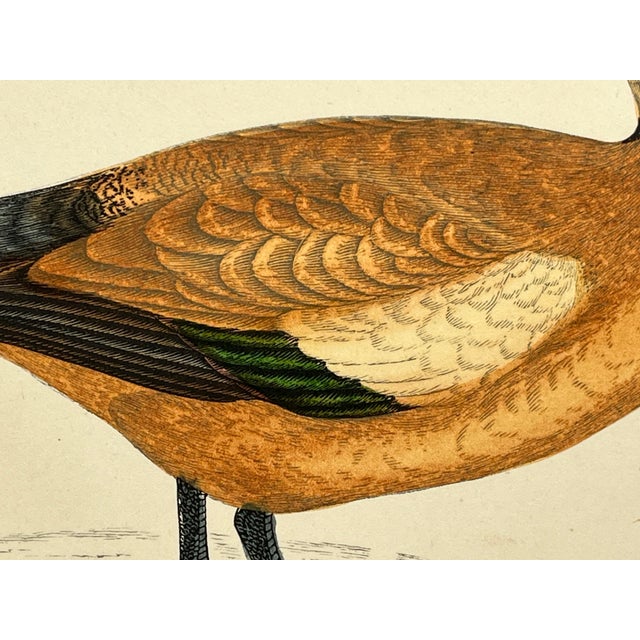 Antique Hand Tinted Bird Print From England Featuring a Ruddy Shieldrake Duck - Circa 1880 For Sale In Dallas - Image 6 of 11