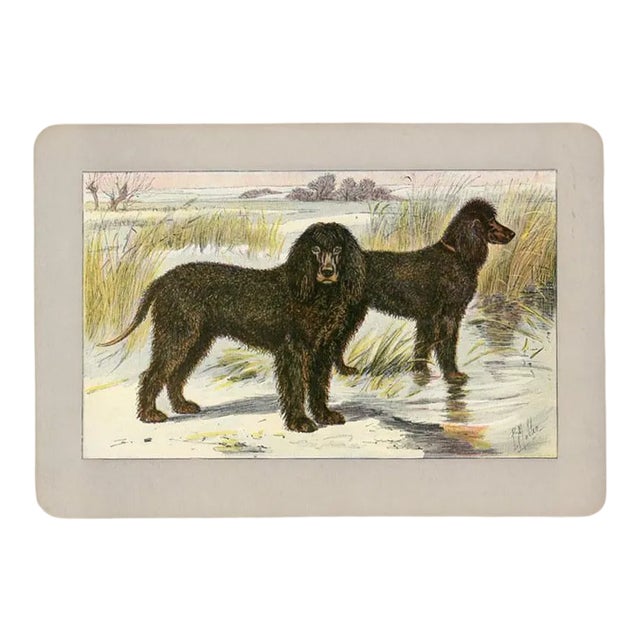 1907, Water Spaniel, Original Antique French Dog Print For Sale