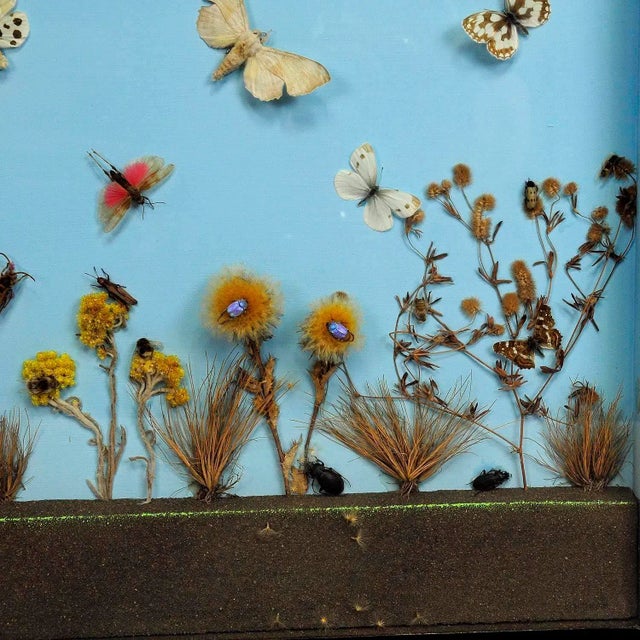 A Great Vintage School Teaching Display of the Insects of the Heath For Sale - Image 4 of 7