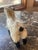 1970s Vintage Ram Sheep Stuffed Animal For Sale - Image 5 of 5