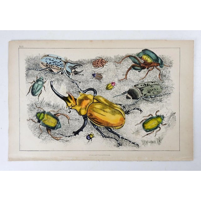 English Antique English Hand Colored Beetle & Bug Etching For Sale - Image 3 of 3