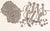An ink drawing by the American artist William Itter (1942-2025). This abstract work depicts a collection of biomorphic...