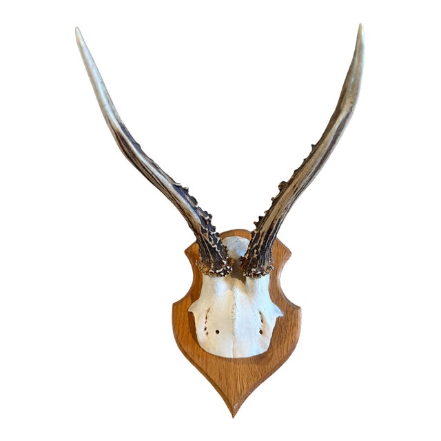 Roe Deer Trophy 134 Black Foret Antlers For Sale