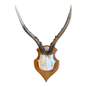 Roe Deer Trophy 134 Black Foret Antlers
