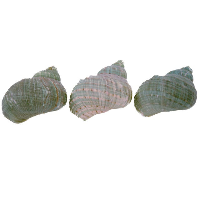 Contemporary Green Blue Turbo Shells – Set of 3 For Sale - Image 3 of 5