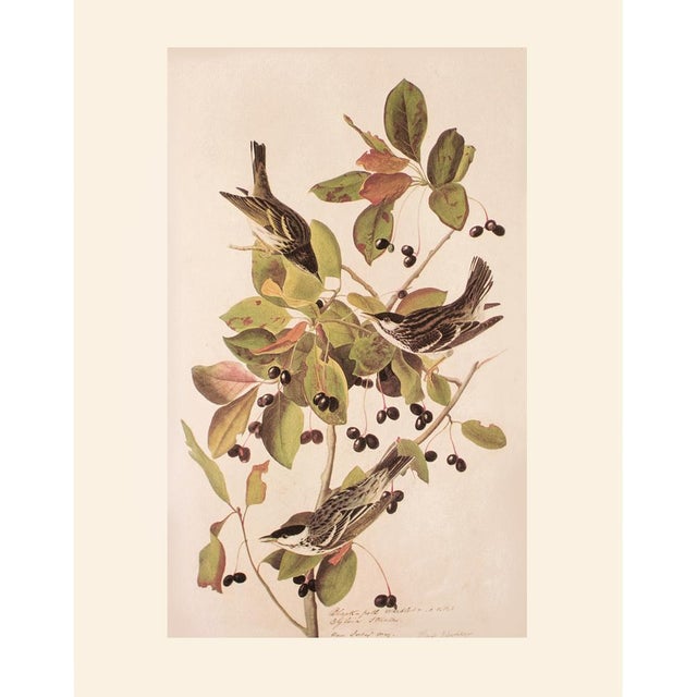 1966 Vintage Cottage Print "Black-Poll Warbler" After John James Audubon For Sale In Dallas - Image 6 of 8