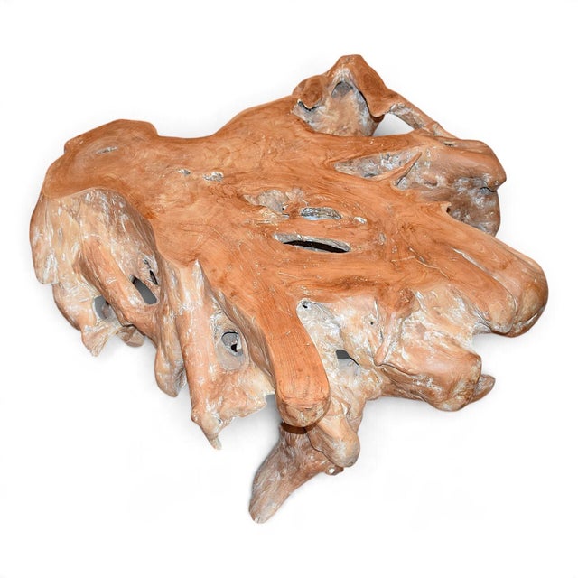Natural Teak Root Coffee Table, 1980s For Sale - Image 6 of 6