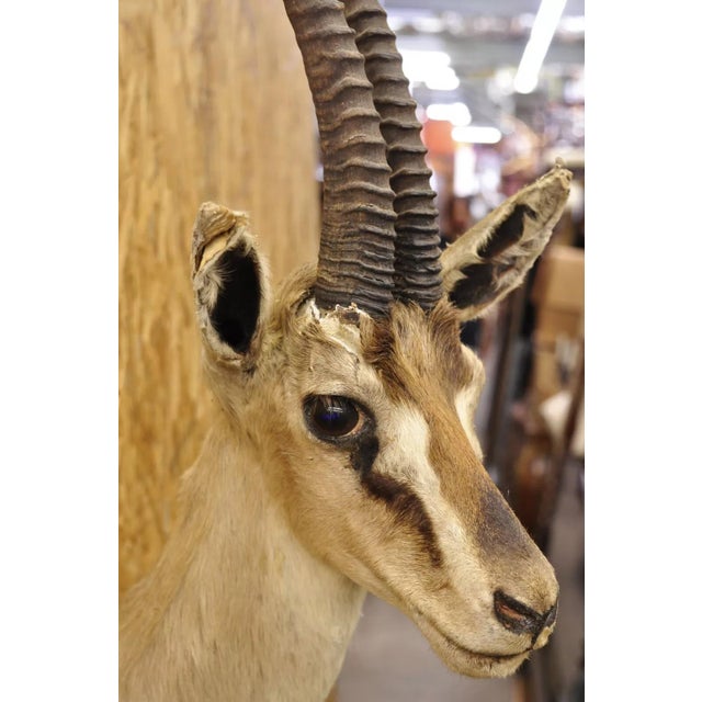 Animal Skin Vintage African Antelope Grant's Gazelle Horn Shoulder Mount Wall Taxidermy For Sale - Image 7 of 12