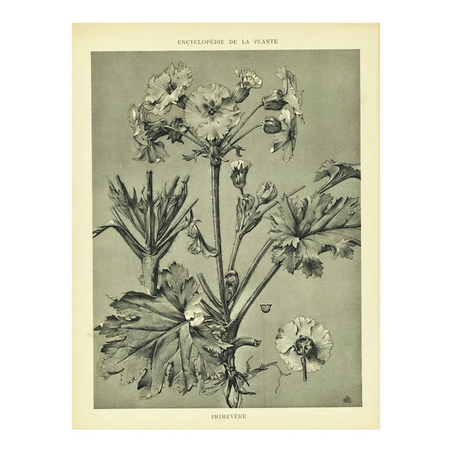 1902 Antique French Botanical-Encyclopedia De La Plante-Primrose, With Documentation For Sale