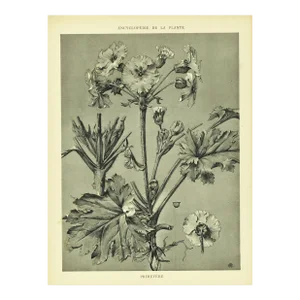 1902 Antique French Botanical-Encyclopedia De La Plante-Primrose, With Documentation