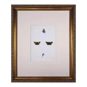19th Century Antique Morris Butterfly Print Hand Colored Lithograph 1853