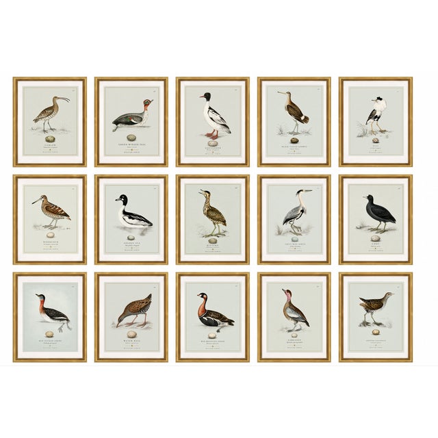 Robin's Egg Blue Boutique Archival William Lewin "Waterbirds & Waders" Prints - Set of 15 (8" X 10") For Sale - Image 8 of 18