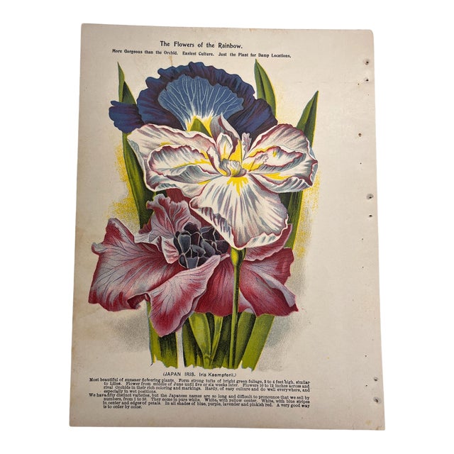 Antique Garden Iris Print For Sale