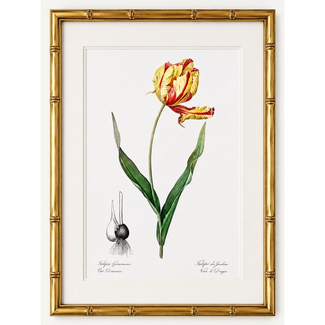 Paper Didier's Tulip by Redouté, Vintage Botanical Art Print, 24" X 32" For Sale - Image 7 of 10