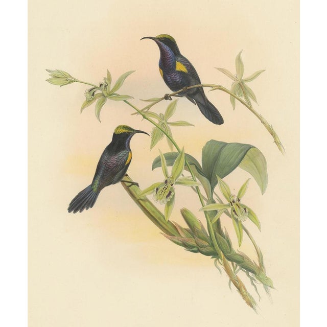 Gould, Bird Illustration of the Copper-Throated Sunbird, 1850, Print For Sale - Image 4 of 5