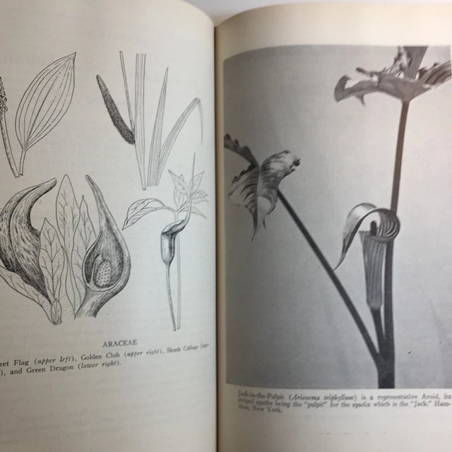 Paper 1947 "The World of Plant Life" Book For Sale - Image 7 of 11