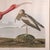 1960s Vintage Scarlet Ibis Picture, English, Framed Print, Jj Audubon, Wildlife Art For Sale - Image 5 of 9