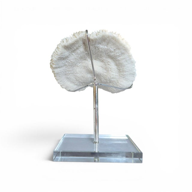 Natural White Mushroom Coral Specimen on Glass Block For Sale - Image 9 of 12
