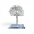 Natural White Mushroom Coral Specimen on Glass Block For Sale - Image 9 of 12