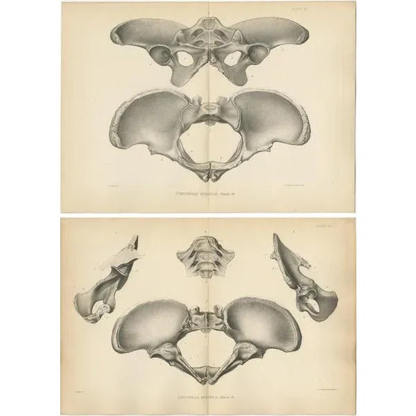 Marsh, Paleontology Illustrations of a Dinoceras Mirabile, 1886, Prints, Set of 2 For Sale - Image 4 of 5