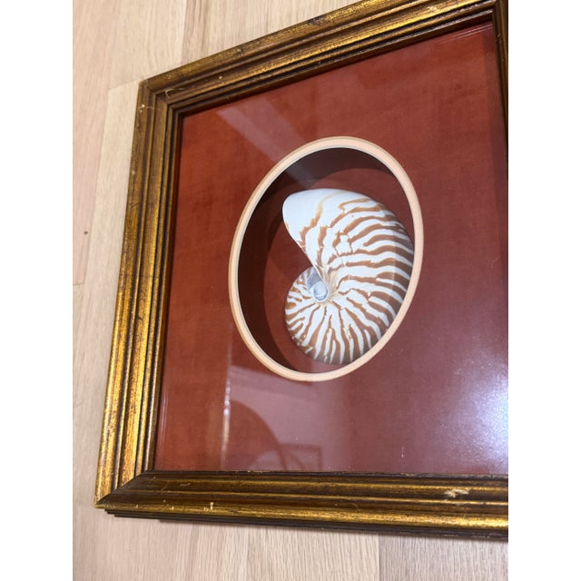 Burgundy Vintage Framed Nautilus Seashell For Sale - Image 8 of 11