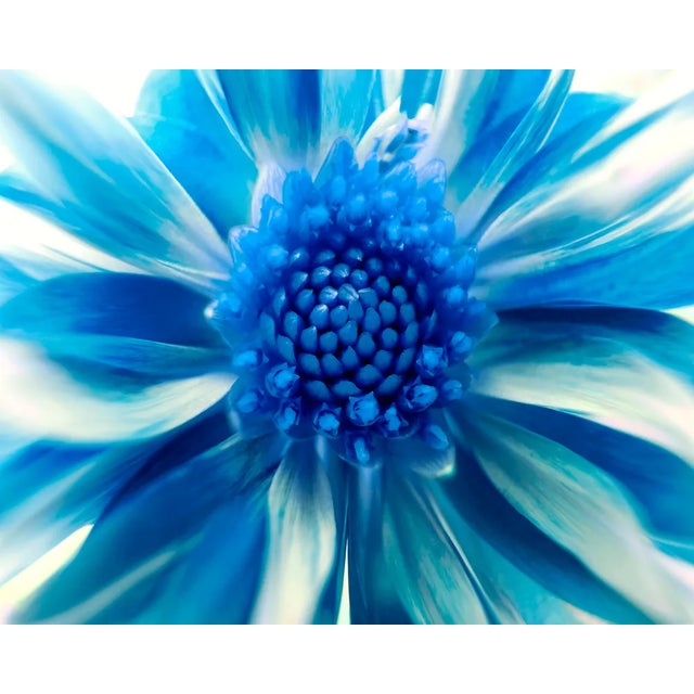A macro photograph of a blue flower. This contemporary photograph is printed on archival paper.