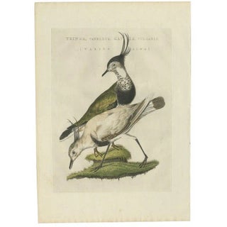 Sepp & Nozeman, Northern Lapwing, 1809, Paper For Sale