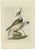 Sepp & Nozeman, Northern Lapwing, 1809, Paper For Sale