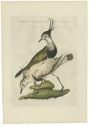 Sepp & Nozeman, Northern Lapwing, 1809, Paper