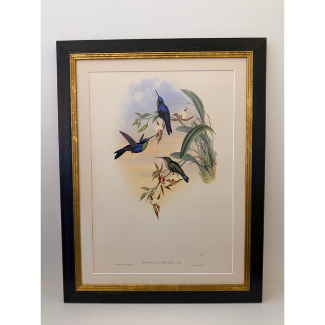 1990s Framed Prints, Set of 4, Swallow-Tail, Refulgent Wood Nymph, Black-Banded Wood Nymph, Blue-Crowned Wood Nymph Hummingbird Hill House Editions For Sale - Image 4 of 17