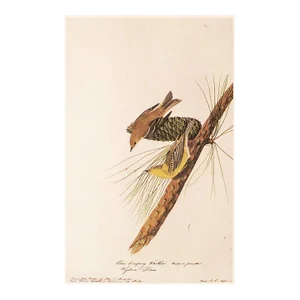 1966 Vintage Cottage Print "Pine Creeping Warbler" After John James Audubon