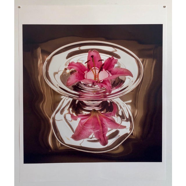 American Peter C. Jones 1, Floating Lily, Large Format Photo 24X20 Color Photograph Beach House, 2004 For Sale - Image 3 of 4