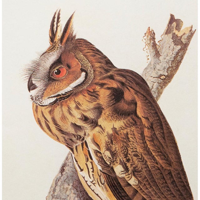 1960s Long-Eared Owl After John J. Audubon, 1966 Cottage Print For Sale - Image 5 of 10