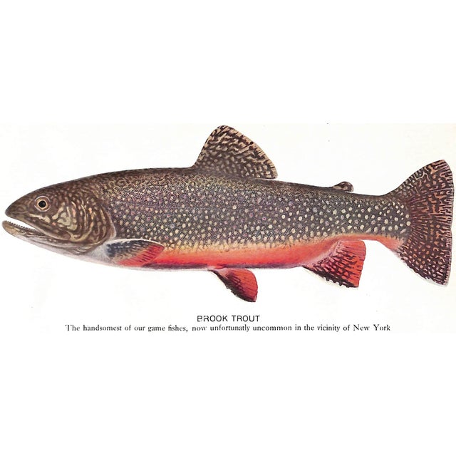 "Fishes of the Vicinity of New York City" 1918 Nichols, John Treadwell For Sale In New York - Image 6 of 9