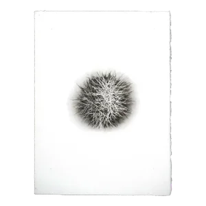 "Botanica I" - Black & White Gum Dichromate Print by S. Howard
