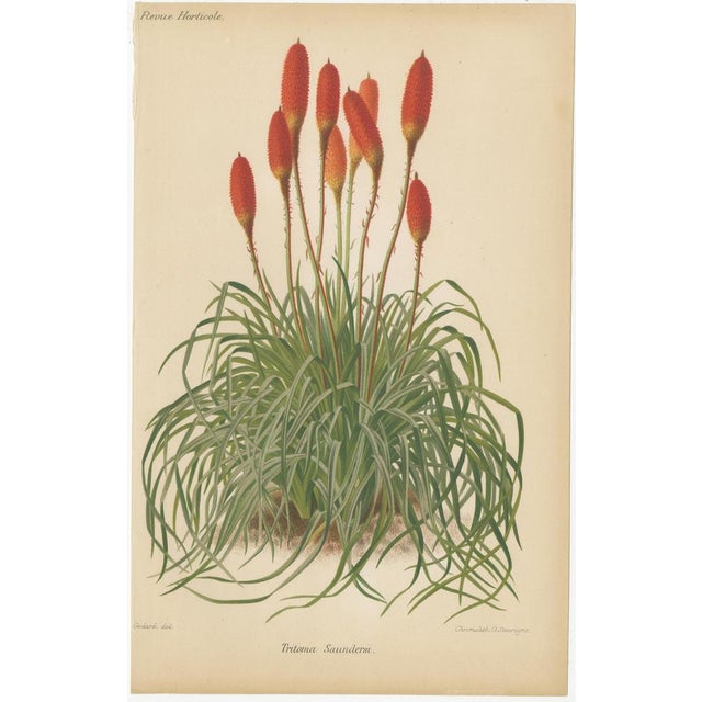 Magnificent botanical chromolithographs from revue horticole, circa 1885 artist and lithographer details: - artist (del. -...