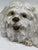 This is a charming vintage glazed ceramic dog figurine, modeled as a long-haired companion dog, likely inspired by a...