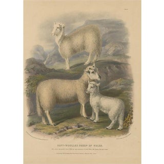 Fairland after W. Nicholson, Ewe, Ram, and Lamb of the Soft-Woolled Sheep of Wales, 1842, Lithograph For Sale