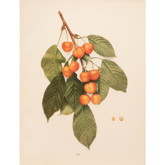Paper 1900s U. P. Hedrick, Original Antique Photogravure of Ida Cherries For Sale - Image 7 of 7